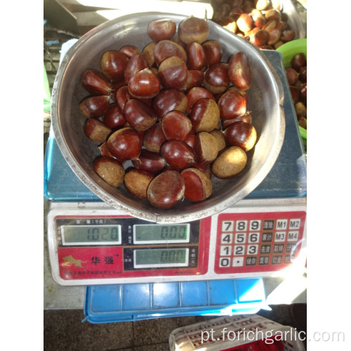 Nova colheita castanha de alta qualidade